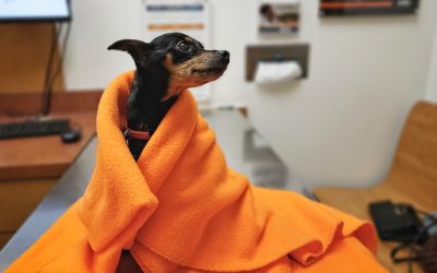 Things to Do if Your Dog Is Sick