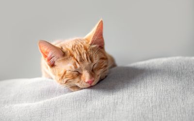 Six Ways to Take Care of Your Cat