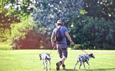 How Much Exercise Does Your Dog Need Daily?