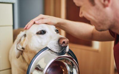 Five Pet Care Tips Every Pet Owner Should Know