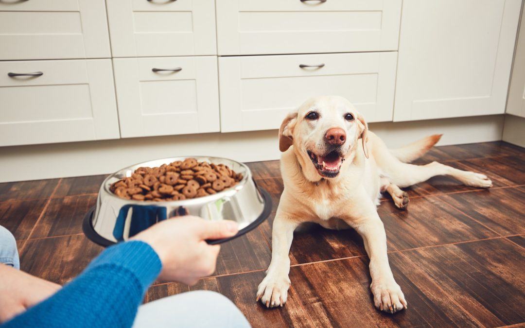 What Should I Feed My Dog?