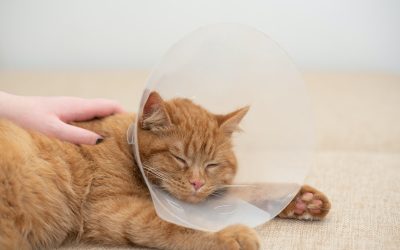 What to Do if My Cat Is Sick