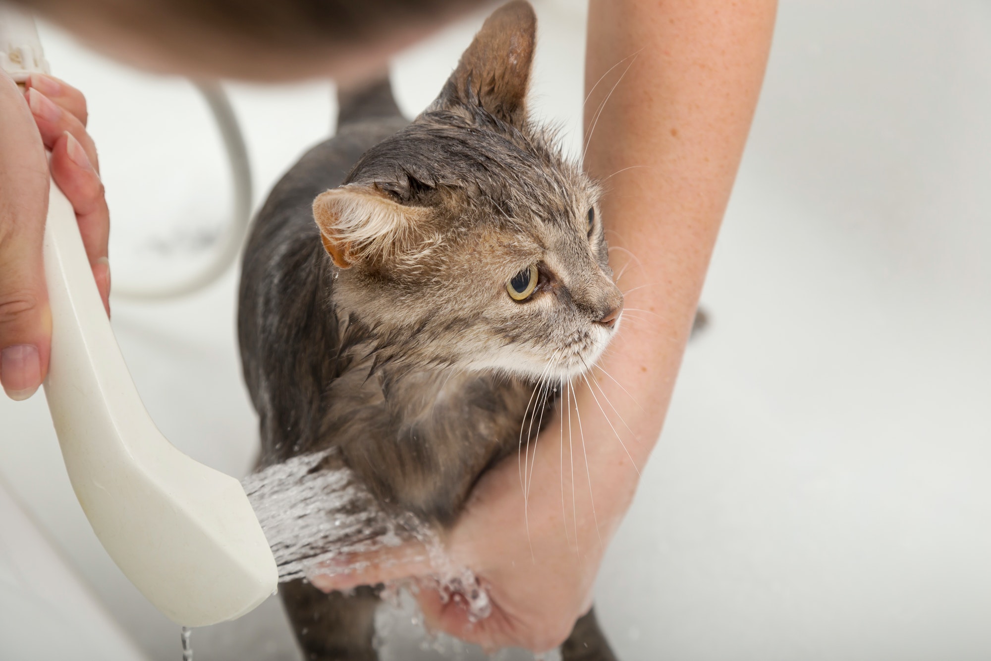 A Guide to Cleaning Your Cats MS Health Source